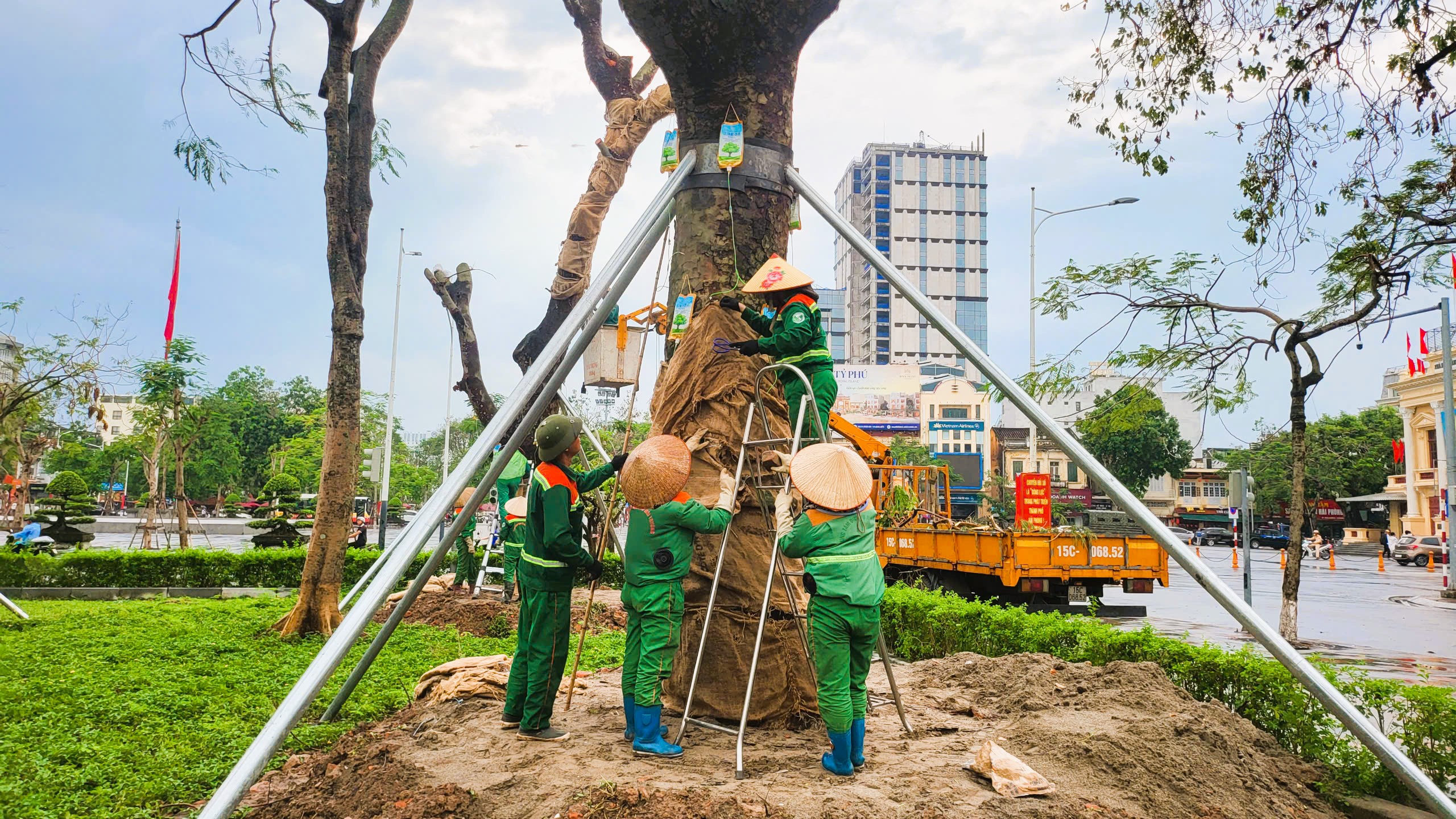 Hải Phòng: Dân mạng tò mò với hàng loạt cây xanh được truyền dịch- Ảnh 4.