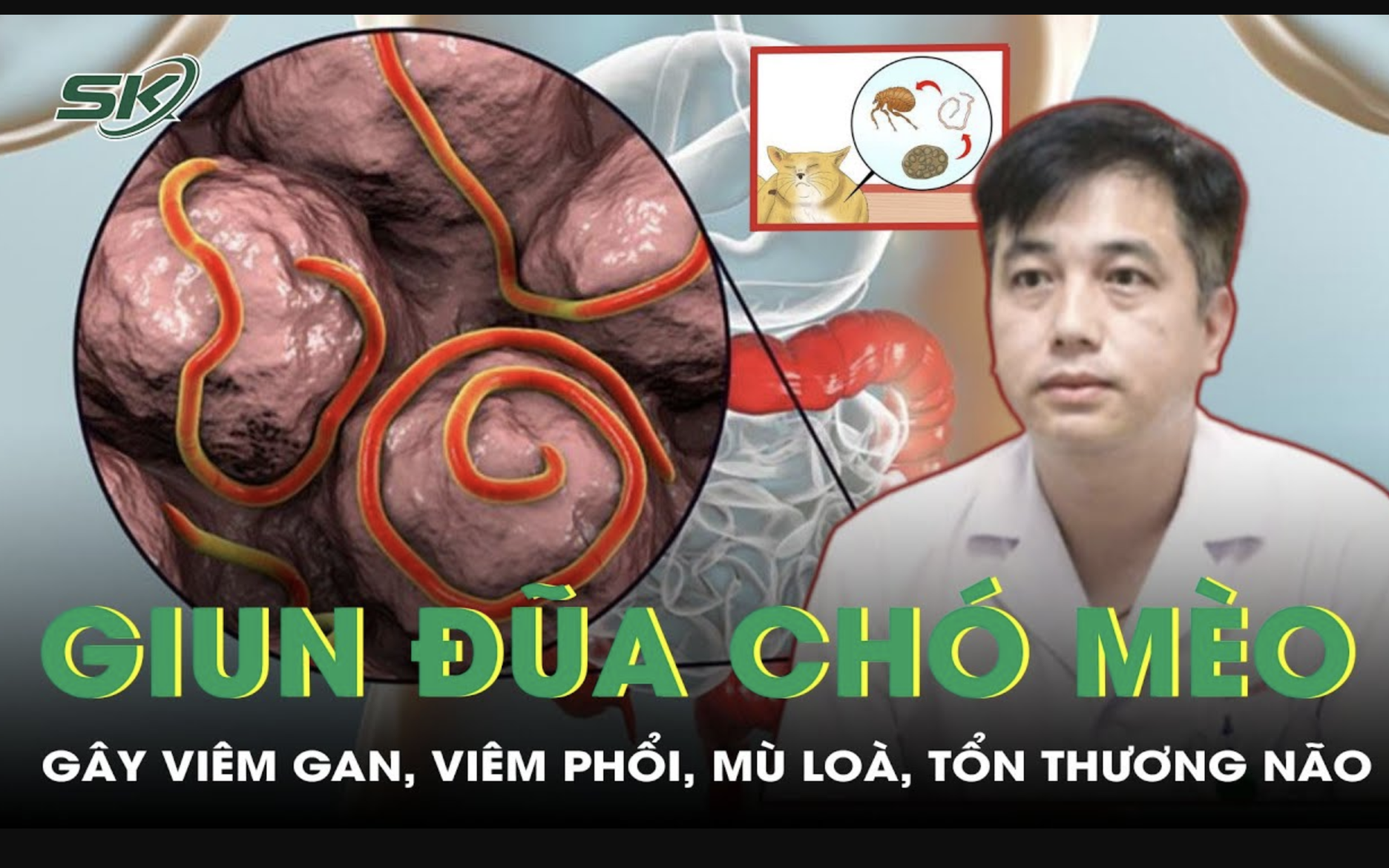 Giun đũa chó mèo nguy hiểm như thế nào đến cơ thể?