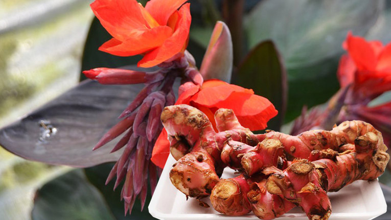 Những lưu ý khi sử dụng củ dong riềng đỏ