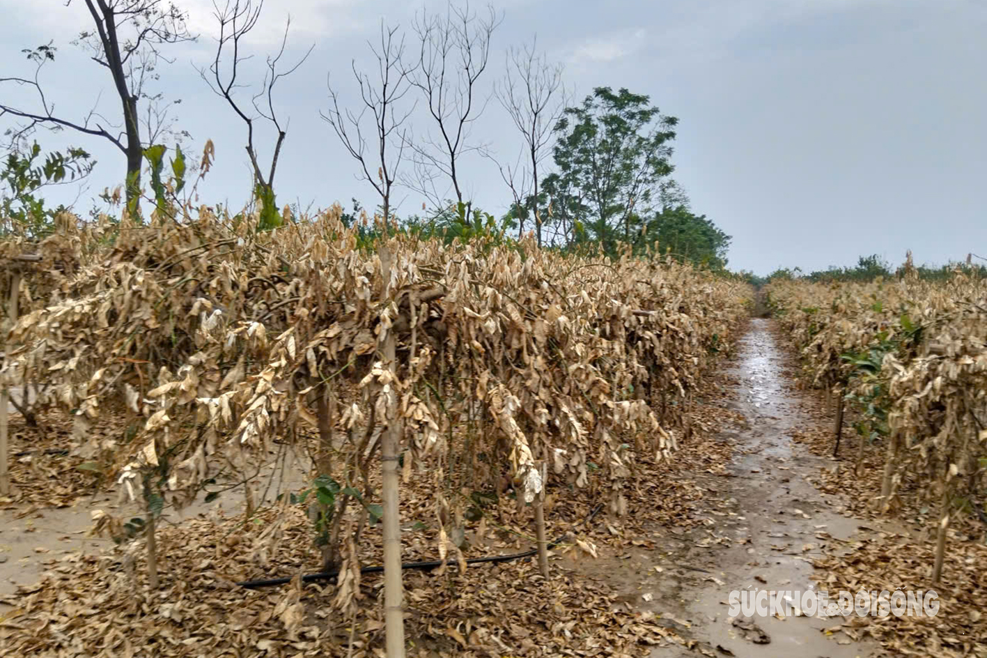 Nông dân trồng phật thủ 'trắng tay' bởi nước lũ: 'Nước lên nhanh chúng tôi không kịp trở tay'- Ảnh 4.