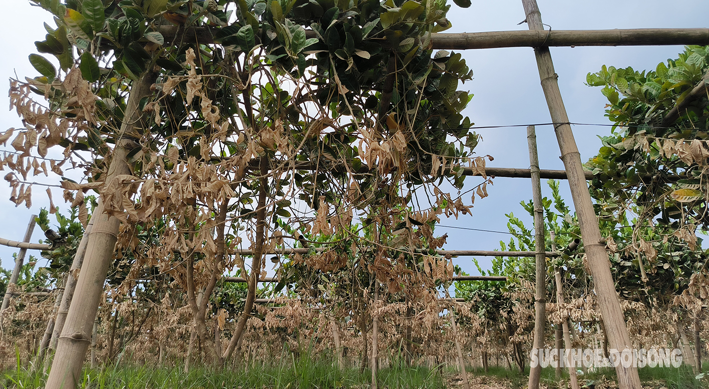 Nông dân trồng phật thủ 'trắng tay' bởi nước lũ: 'Nước lên nhanh chúng tôi không kịp trở tay'- Ảnh 8.