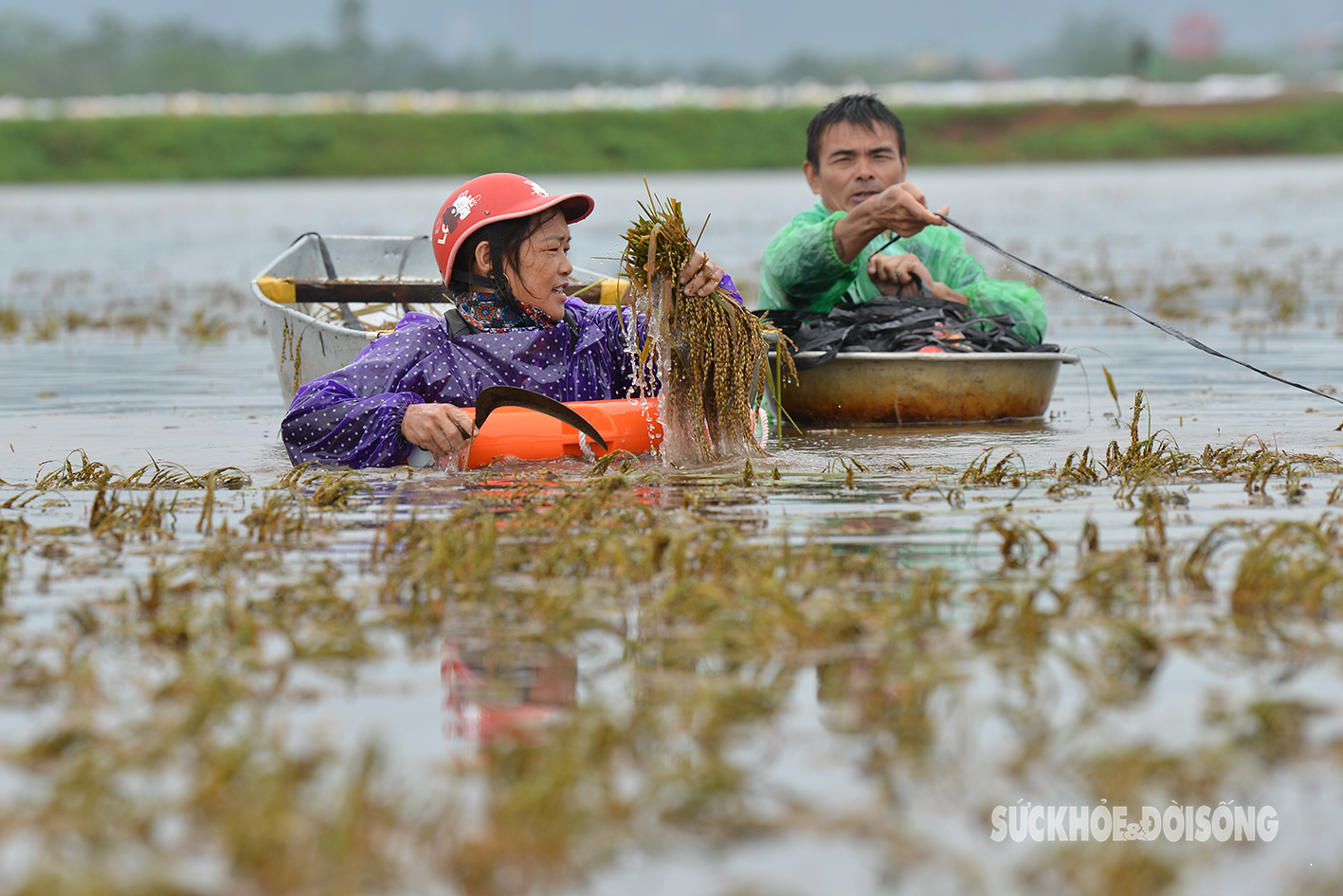 Bộ đội ngâm mình trong nước lũ hỗ trợ nông dân Chương Mỹ gặt lúa- Ảnh 10.