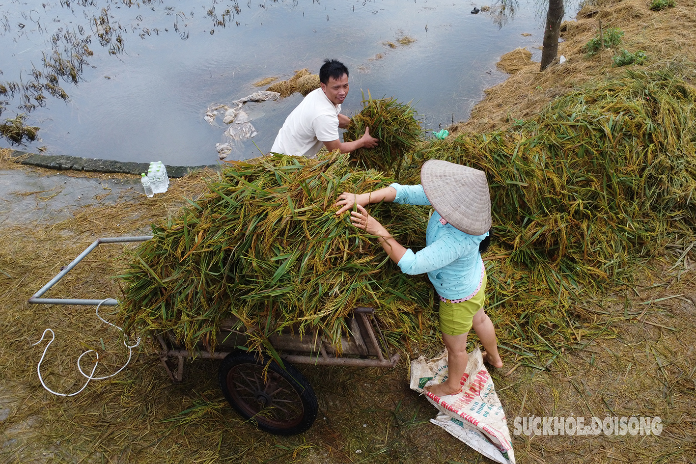 Bộ đội ngâm mình trong nước lũ hỗ trợ nông dân Chương Mỹ gặt lúa- Ảnh 19.