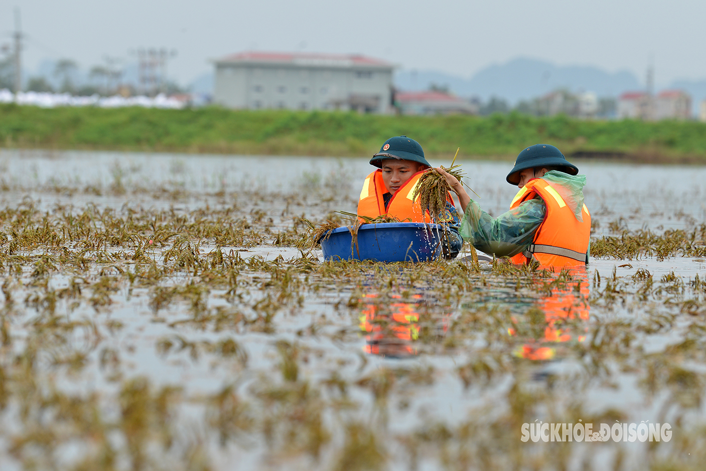 Bộ đội ngâm mình trong nước lũ hỗ trợ nông dân Chương Mỹ gặt lúa- Ảnh 6.