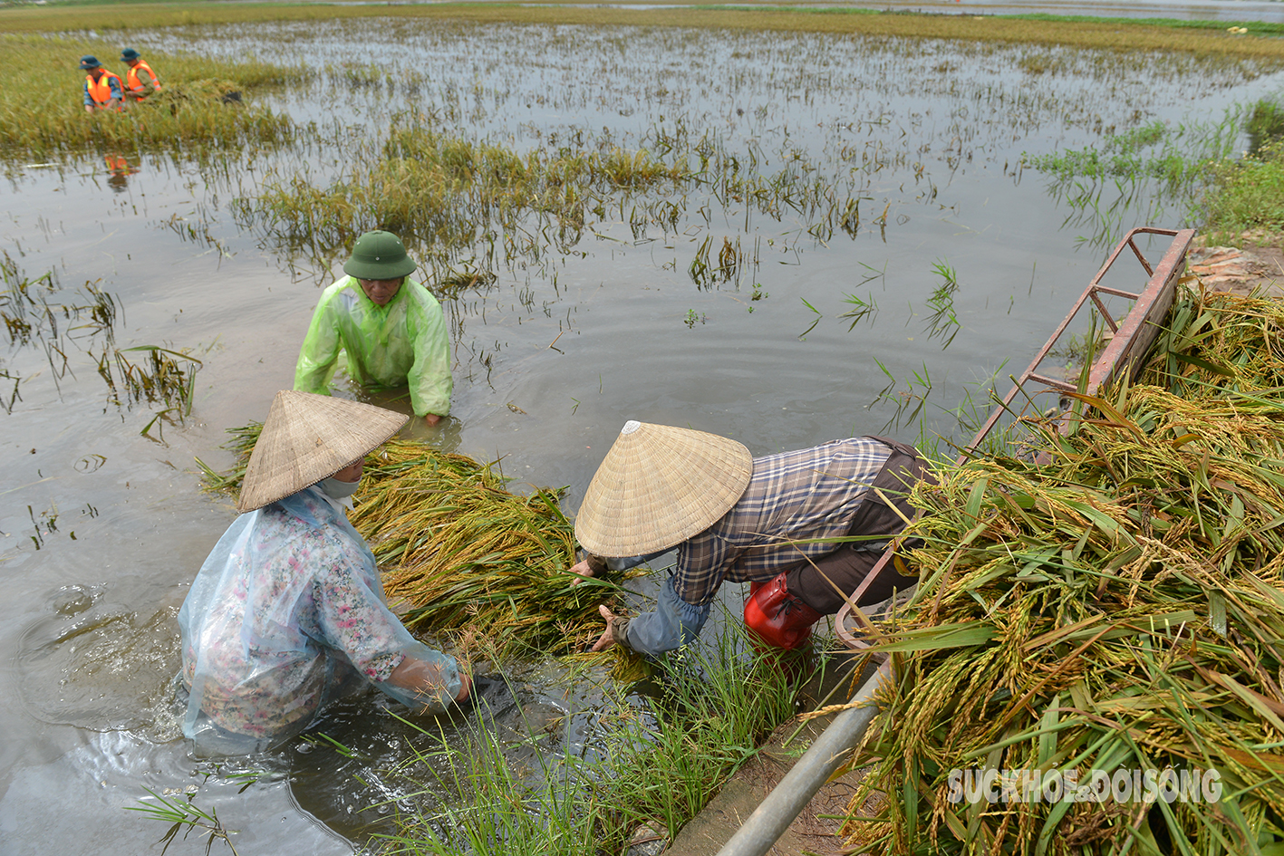 Bộ đội ngâm mình trong nước lũ hỗ trợ nông dân Chương Mỹ gặt lúa- Ảnh 18.