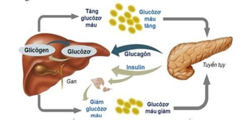 Các tác dụng phụ của insulin người đái tháo đường cần biết- Ảnh 1.