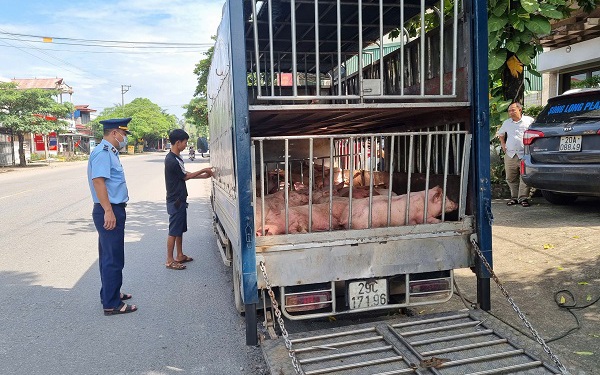 Chở gần 800kg lợn chết nghi nhiễm bệnh đi tiêu thụ