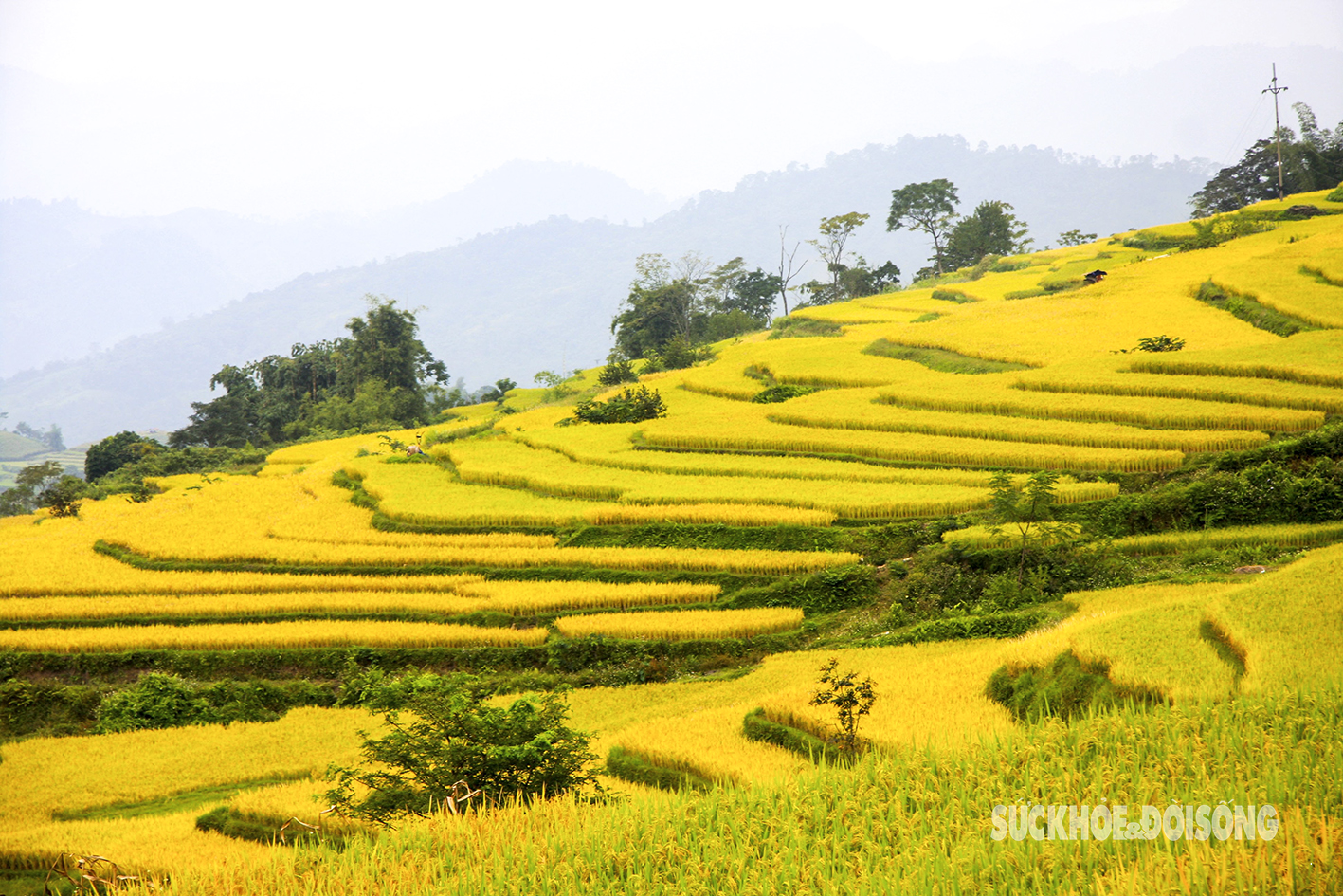 Mùa vàng Hồng Thái say đắm lòng người- Ảnh 6.