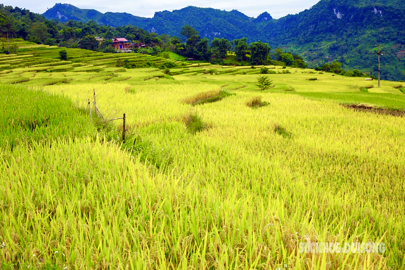 Mùa vàng Hồng Thái say đắm lòng người- Ảnh 4.