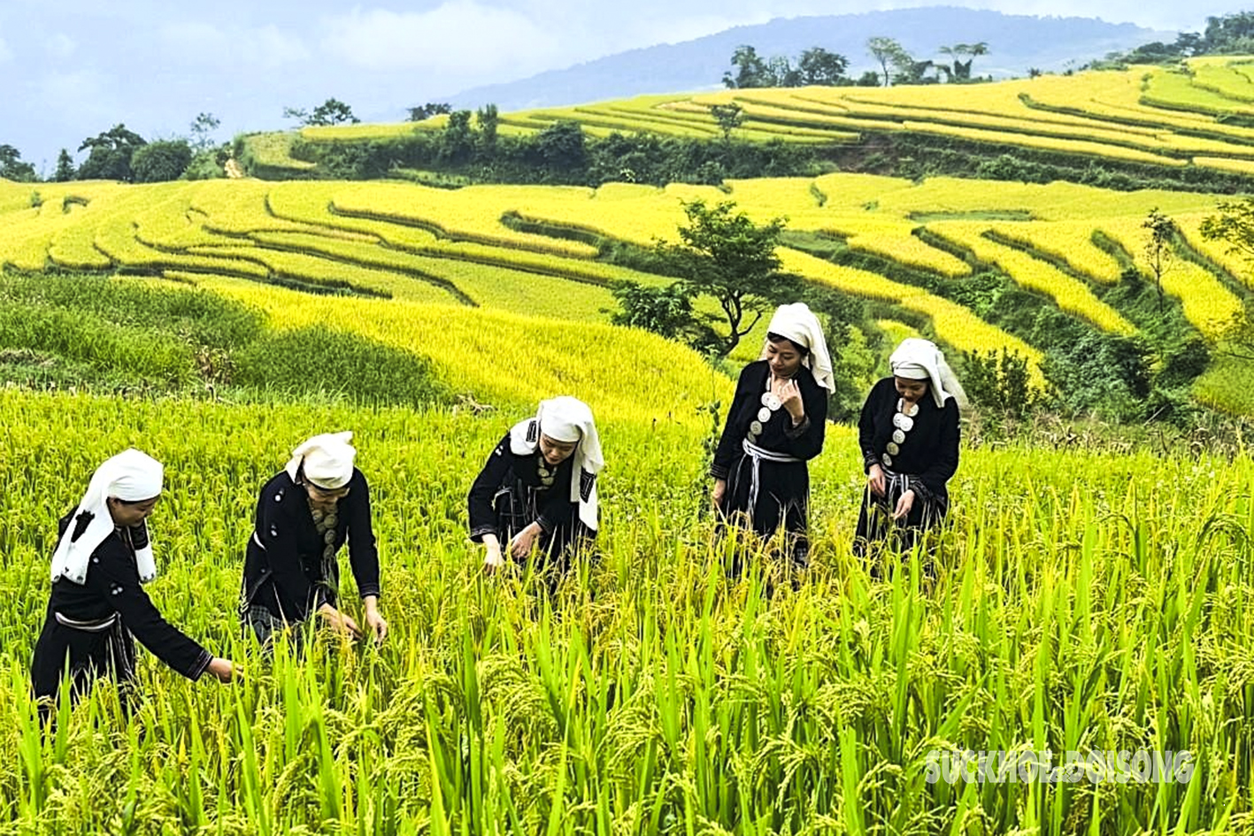 Mùa vàng Hồng Thái say đắm lòng người- Ảnh 3.