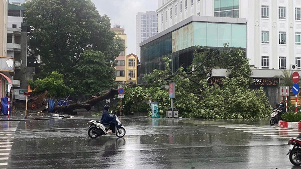 Bão chưa về, cây xanh đã đổ la liệt ở Hà Nội- Ảnh 5.