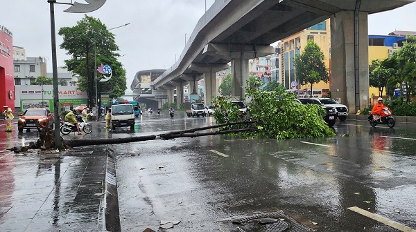 Bão chưa về, cây xanh đã đổ la liệt ở Hà Nội- Ảnh 2.