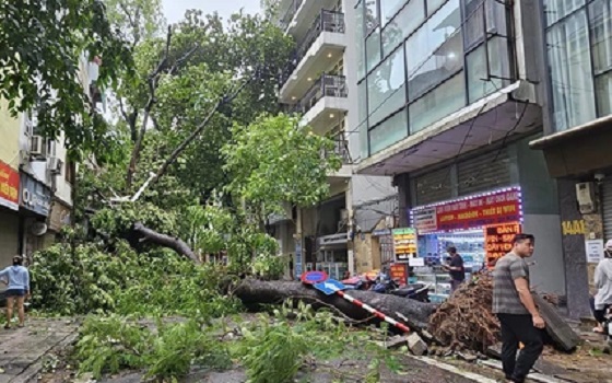 Chủ tịch Hà Nội hỏa tốc yêu cầu trồng lại cây quý hiếm bị đổ, nghiêng