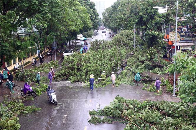 Trên 25.000 cây xanh ở Hà Nội gãy đổ do bão số 3- Ảnh 1.