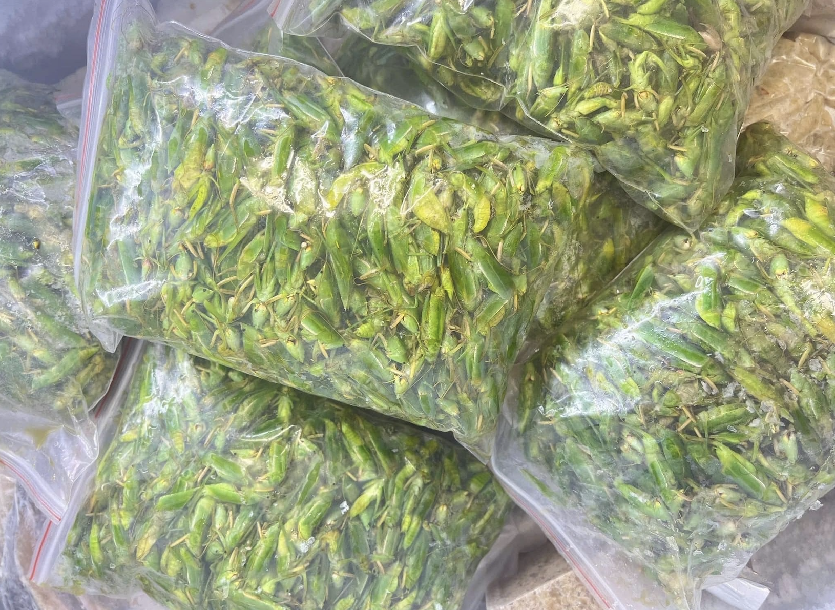 800 nghìn/kg vẫn đắt hàng, ‘tóp mỡ xanh’ thành món ăn của nhà giàu Hà Nội- Ảnh 1.