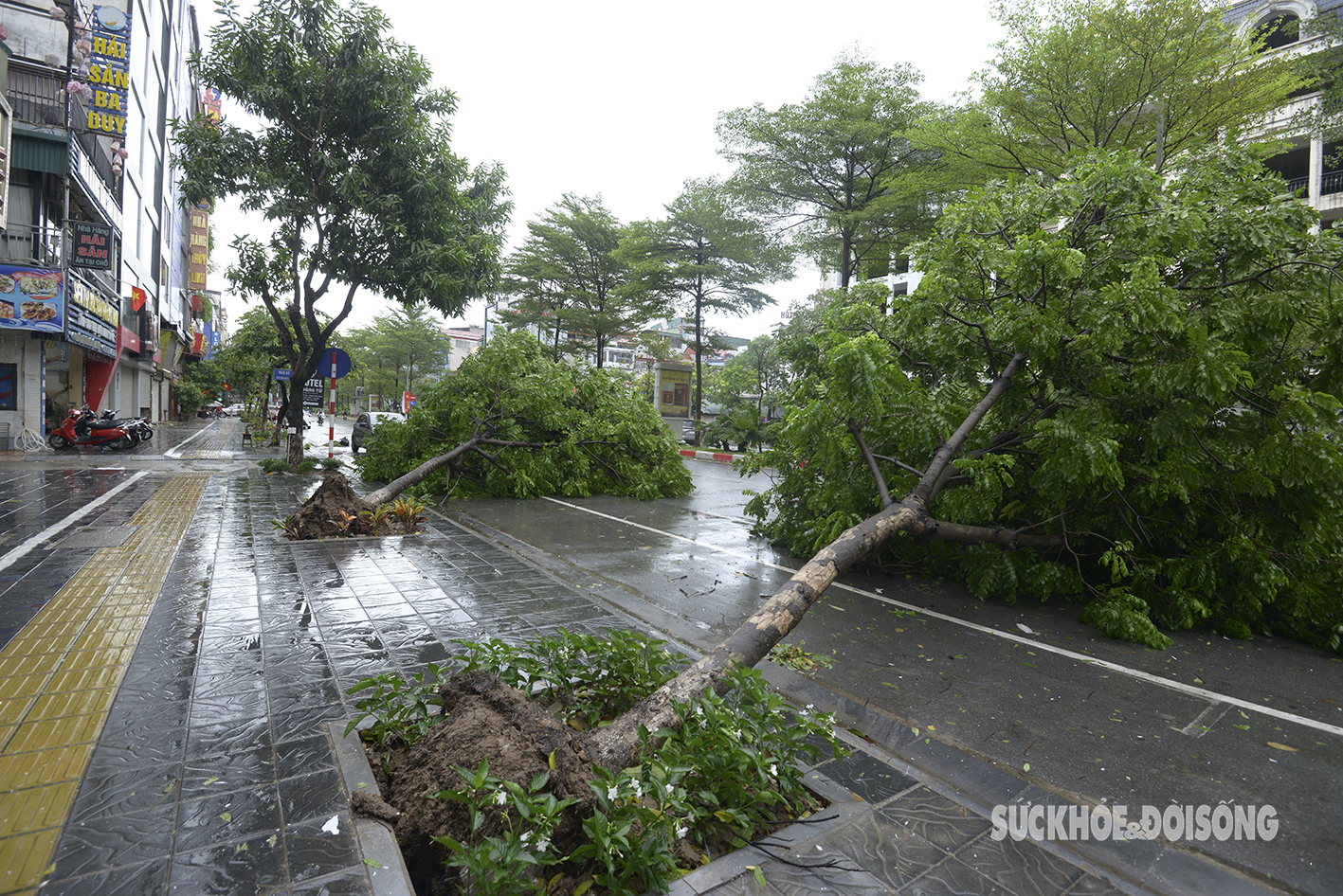 Hàng cây có rễ lộ thiên ở phố Trần Thái Tông mà Báo Sức khoẻ & Đời sống từng cảnh báo đã đổ gục sau bão Yagi- Ảnh 3.