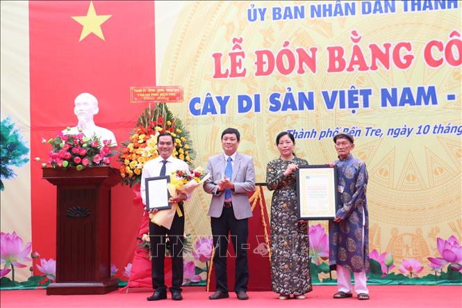 Cây thiên tuế 200 tuổi ở Bến Tre được vinh danh là cây di sản- Ảnh 1.