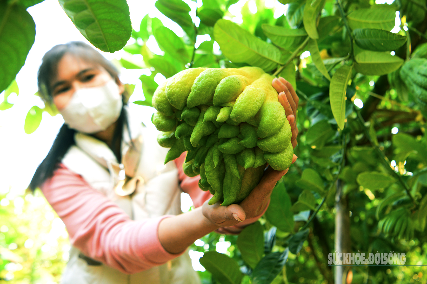 Người dân vào tận vườn 'săn' quả phật thủ- Ảnh 3.