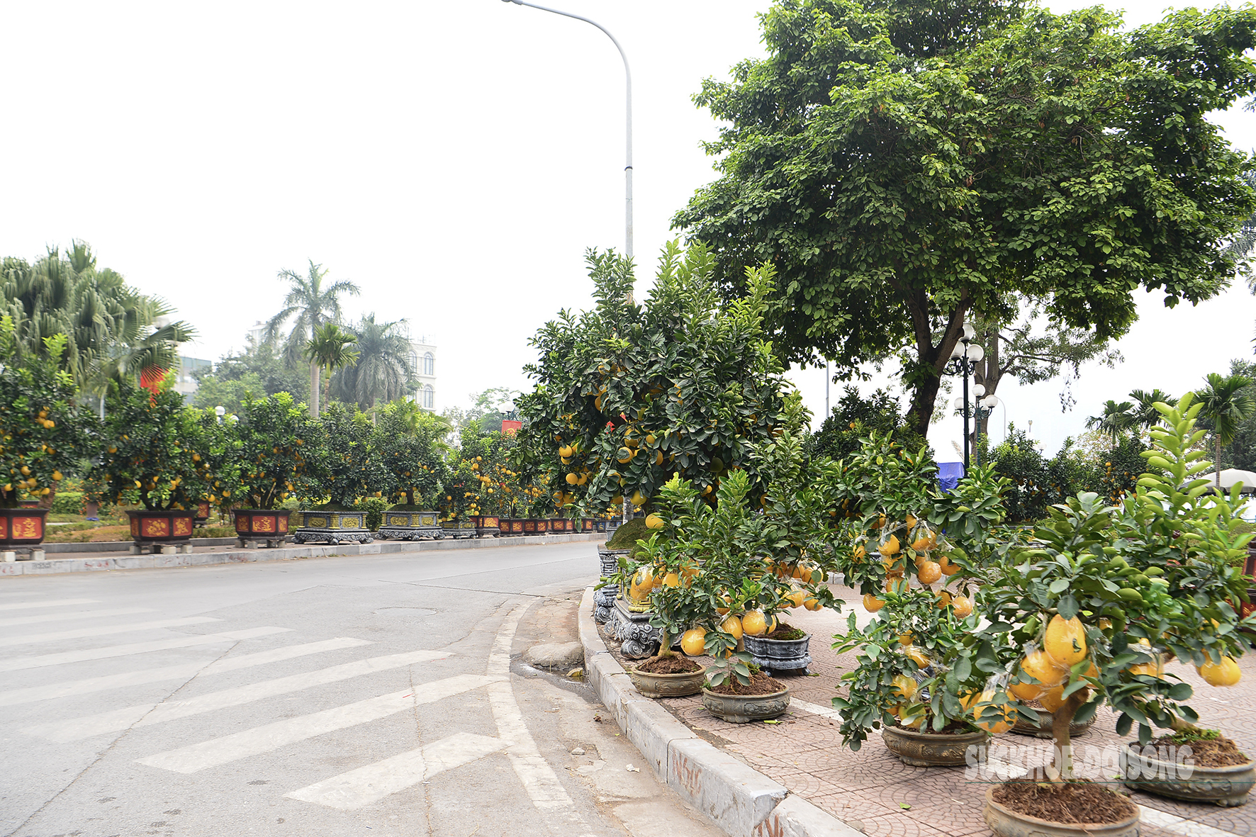 Thu trăm triệu đồng nhờ trồng bưởi Diễn ghép quả dịp Tết- Ảnh 1.