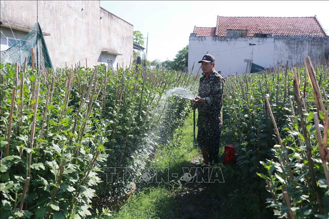 Nhộn nhịp thị trường hoa cây cảnh, giá không nhiều biến động- Ảnh 2.