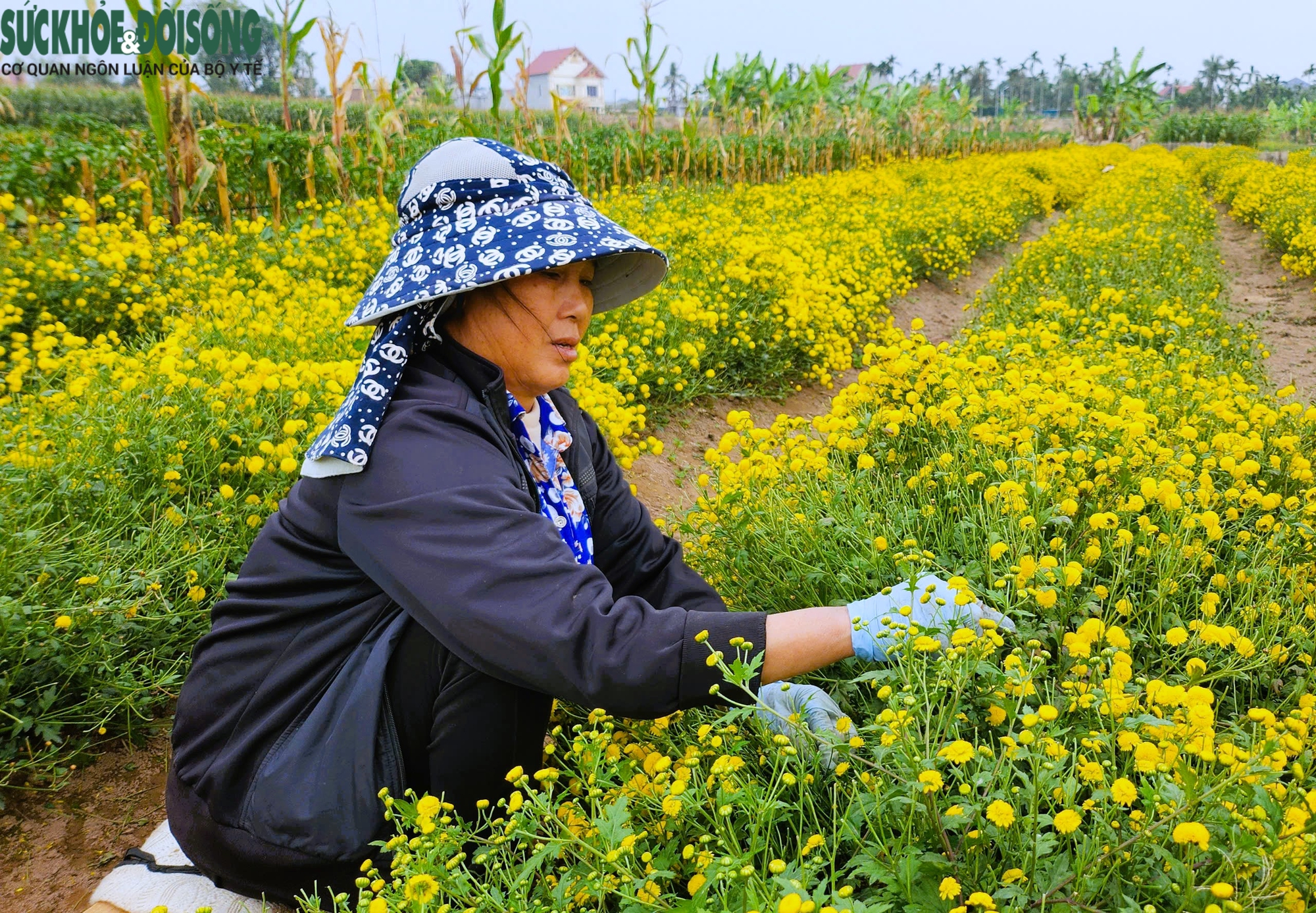 Hải Phòng tìm hướng phát triển nguồn dược liệu hoa cúc chi- Ảnh 4.