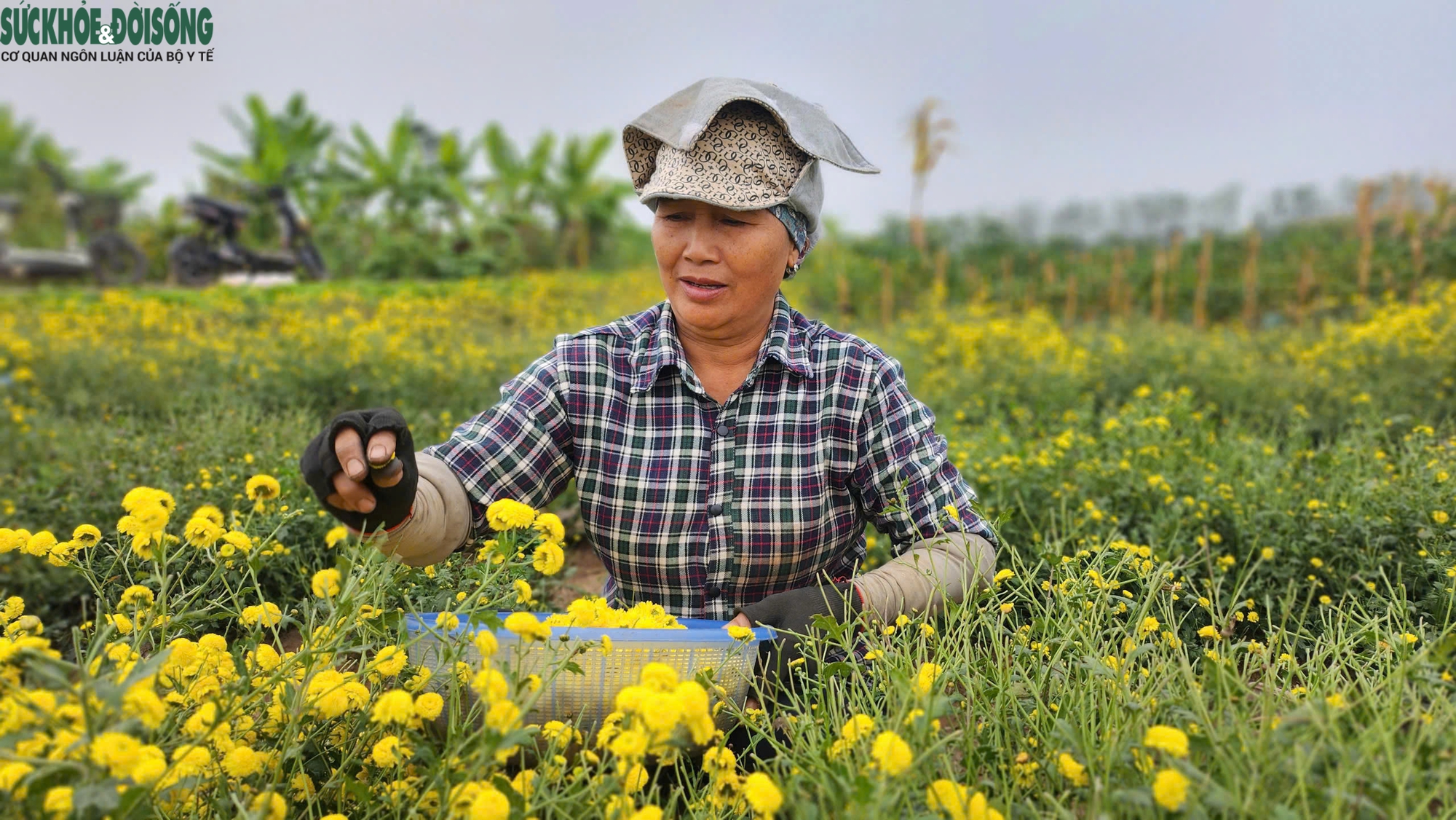 Hải Phòng tìm hướng phát triển nguồn dược liệu hoa cúc chi- Ảnh 5.