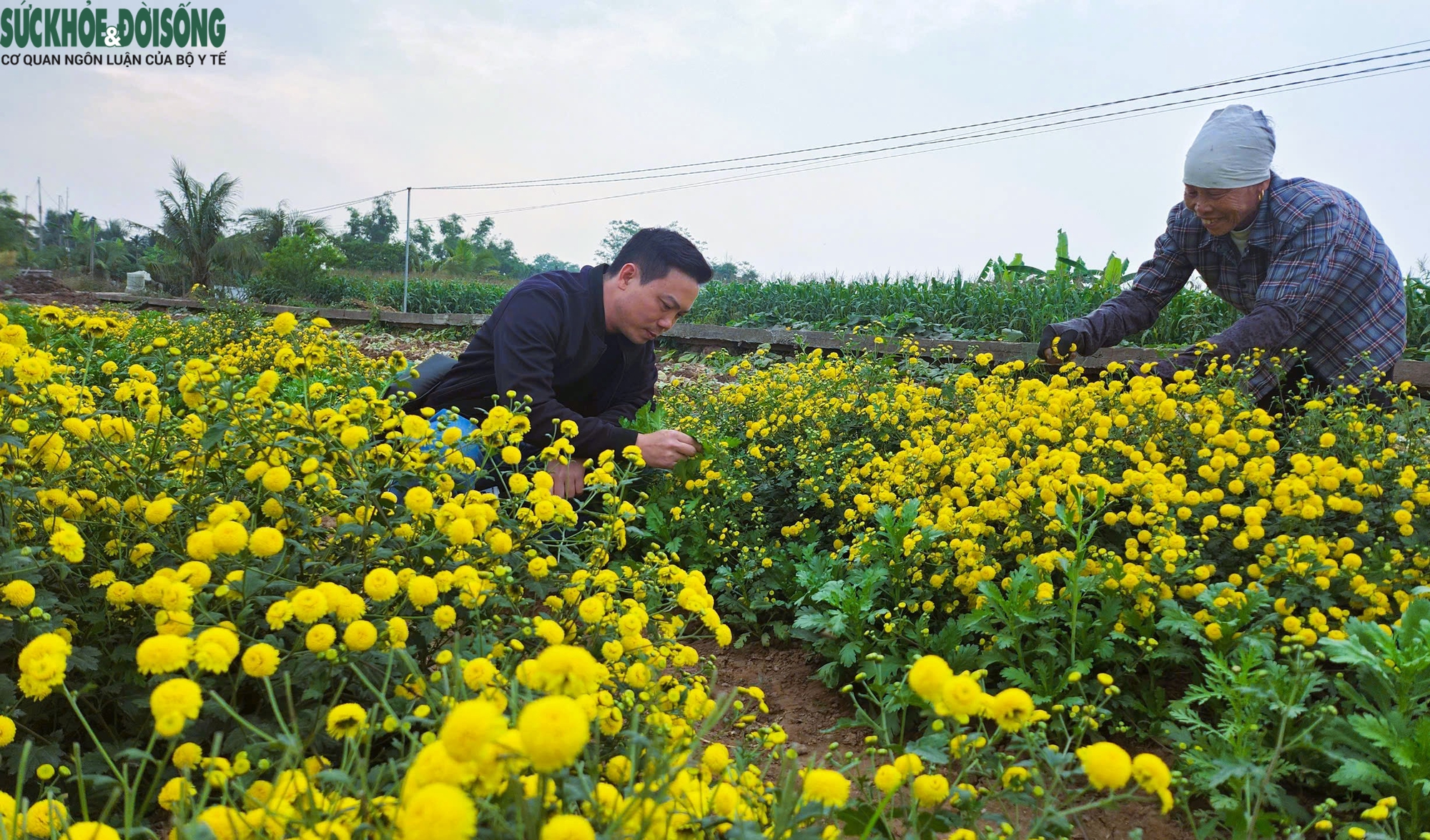 Hải Phòng tìm hướng phát triển nguồn dược liệu hoa cúc chi- Ảnh 6.