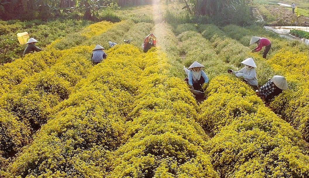 Hải Phòng tìm hướng phát triển nguồn dược liệu hoa cúc chi- Ảnh 2.