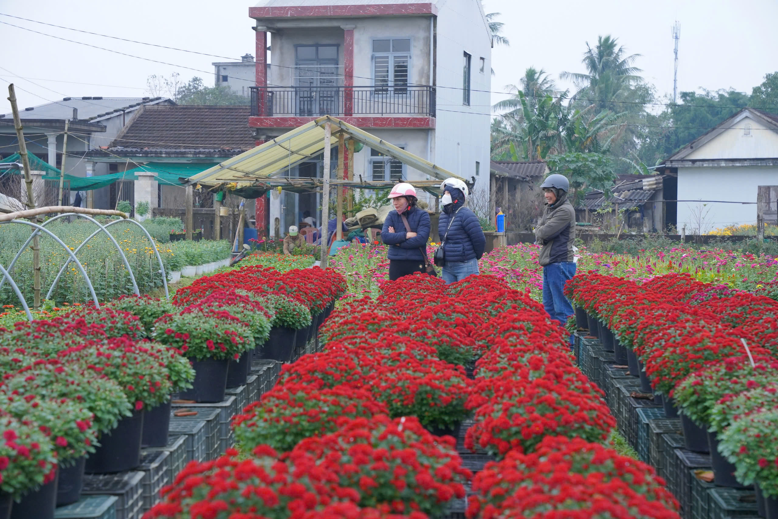 Nhộn nhịp làng hoa nổi tiếng xứ Huế ngày cuối năm, người dân mong 'thắng lớn'- Ảnh 8.