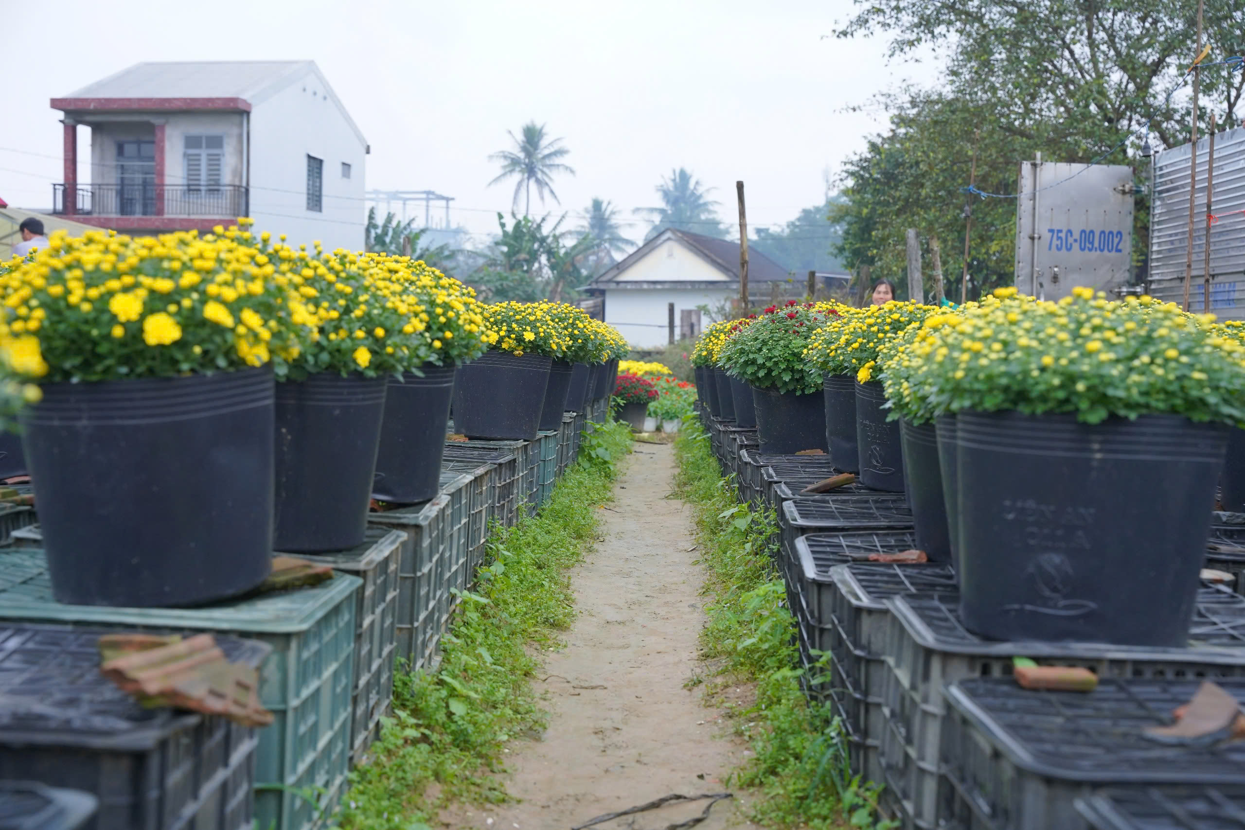 Nhộn nhịp làng hoa nổi tiếng xứ Huế ngày cuối năm, người dân mong 'thắng lớn'- Ảnh 2.