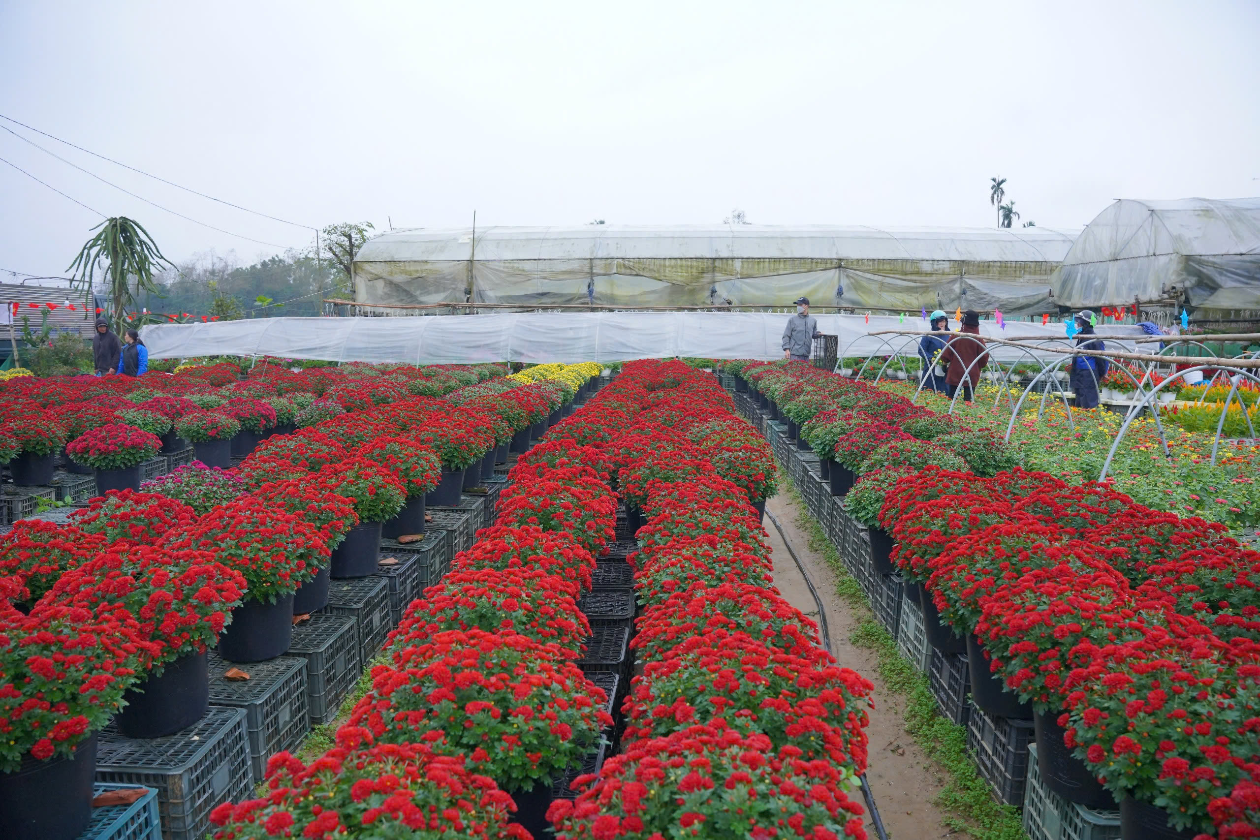 Nhộn nhịp làng hoa nổi tiếng xứ Huế ngày cuối năm, người dân mong 'thắng lớn'- Ảnh 1.