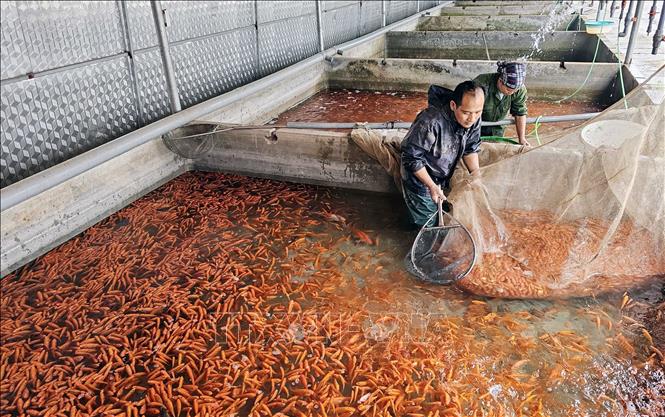 Làng Thủy Trầm "đỏ rực" đón Tết ông Công, ông Táo