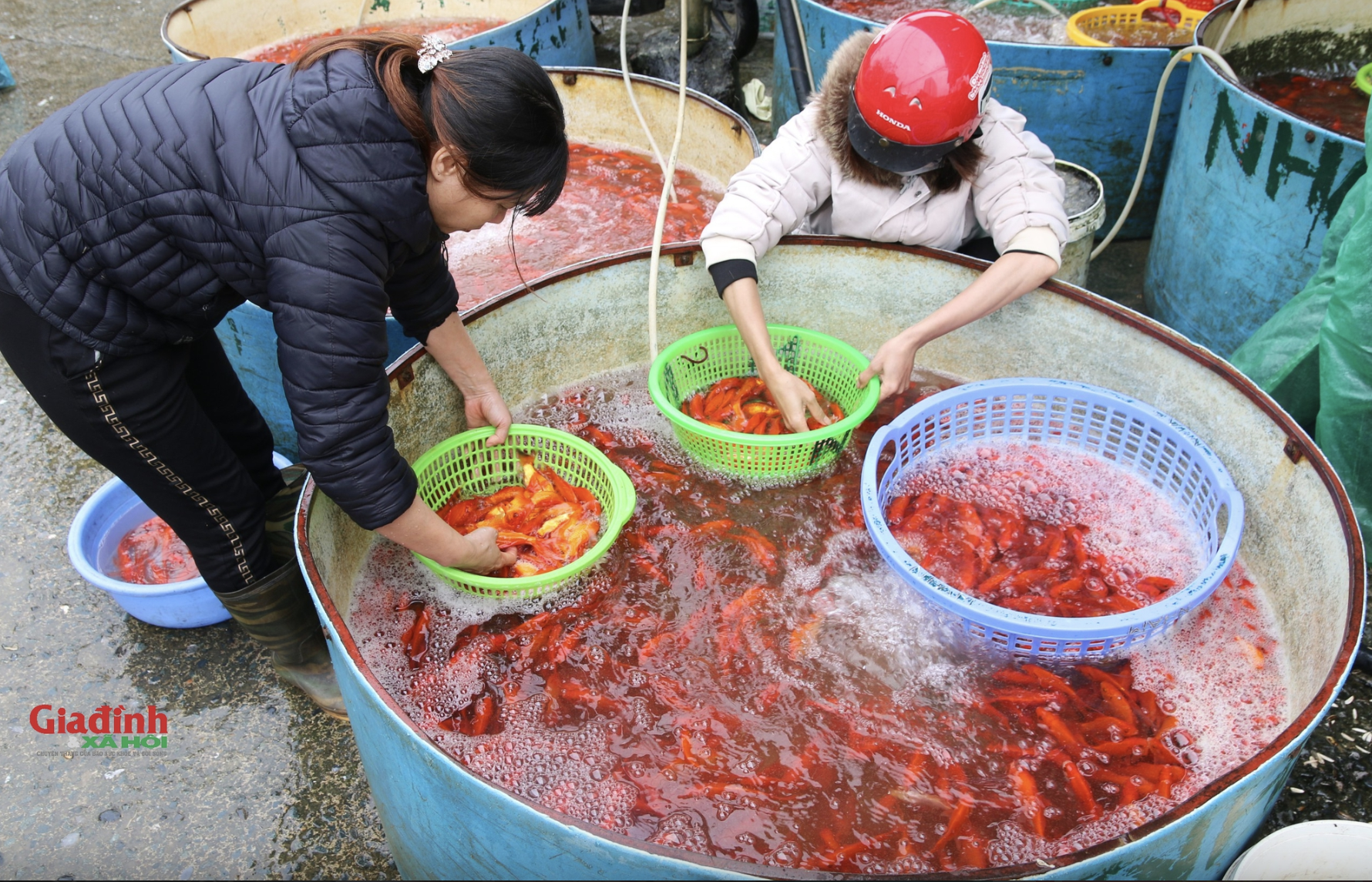 Thị trường hàng hóa phục vụ ngày Táo quân dồi dào, giá trái cây, hoa tươi tăng nhẹ- Ảnh 5.