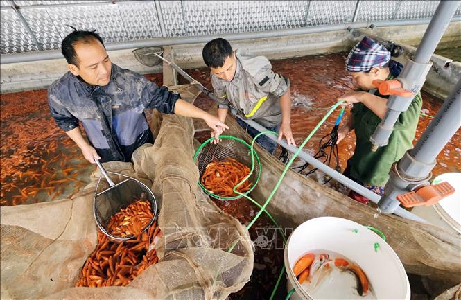 Làng Thủy Trầm 'đỏ rực' đón Tết ông Công, ông Táo- Ảnh 4.