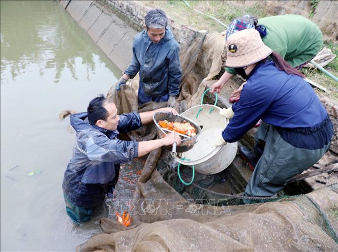 Làng Thủy Trầm 'đỏ rực' đón Tết ông Công, ông Táo- Ảnh 3.