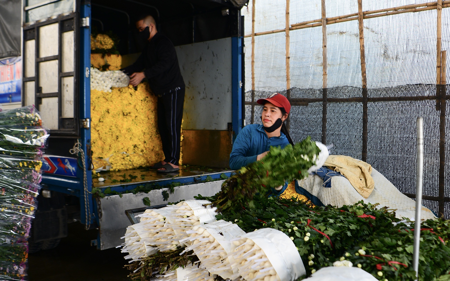 Làng hoa lớn nhất Nghệ An chong đèn xuyên đêm bước vào vụ hoa Tết- Ảnh 12. Người trồng hoa Tây Tựu hối hả