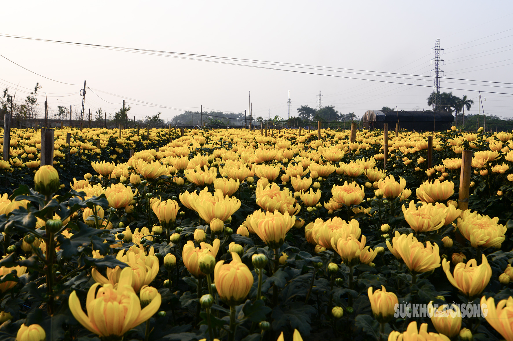 Người trồng hoa Tây Tựu hối hả 'bung hàng' Tết- Ảnh 8.