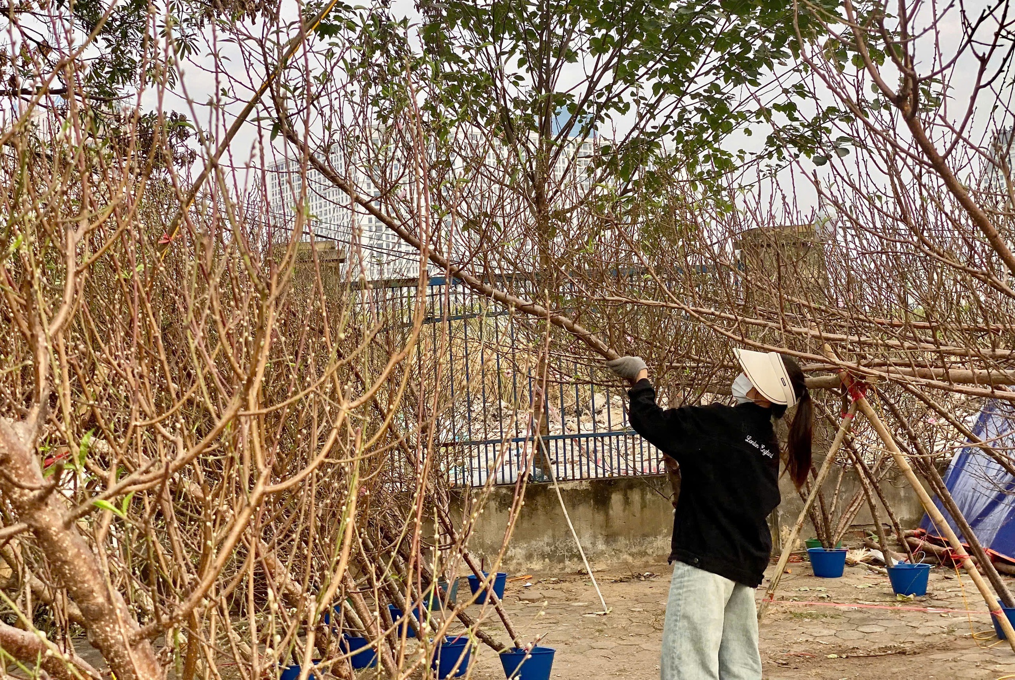 Chợ hoa Tết tấp nập hàng nhưng ‘kén’ người mua- Ảnh 3.