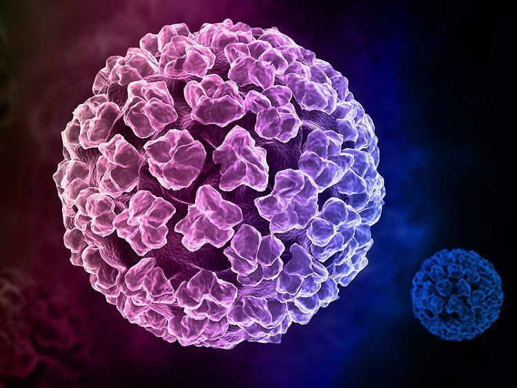 Nguyên nhân lây nhiễm virus HPV và cách phòng ngừa- Ảnh 2.