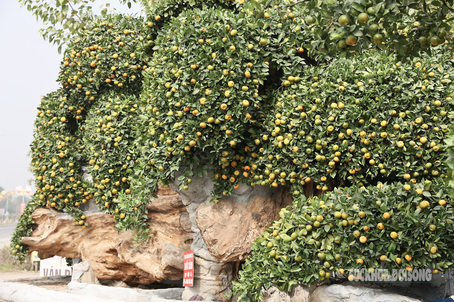 Độc lạ chậu bưởi 'phi thuyền' có giá hàng trăm triệu đồng dịp Tết Nguyên đán 2025- Ảnh 13.