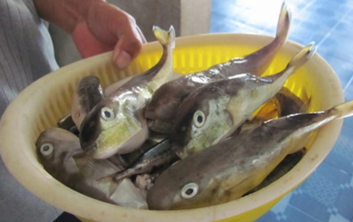 Ăn cá nóc, 3 người ở Cần Thơ nhập viện: Bộ Y tế khuyến cáo khẩn- Ảnh 1.