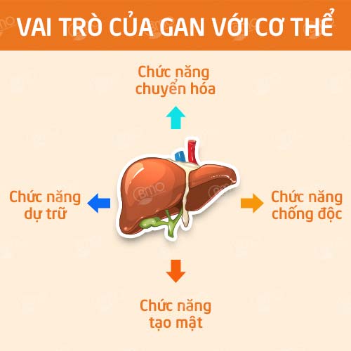 tac-dung-tuyet-voi-cua-dong-trung-ha-thao-voi-gan-1