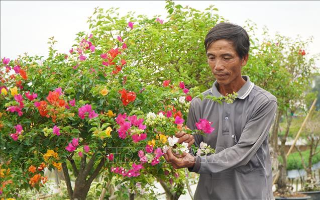 Làng nghề hoa giấy Tân Dương chuẩn bị hàng triệu chậu hoa phục vụ Tết