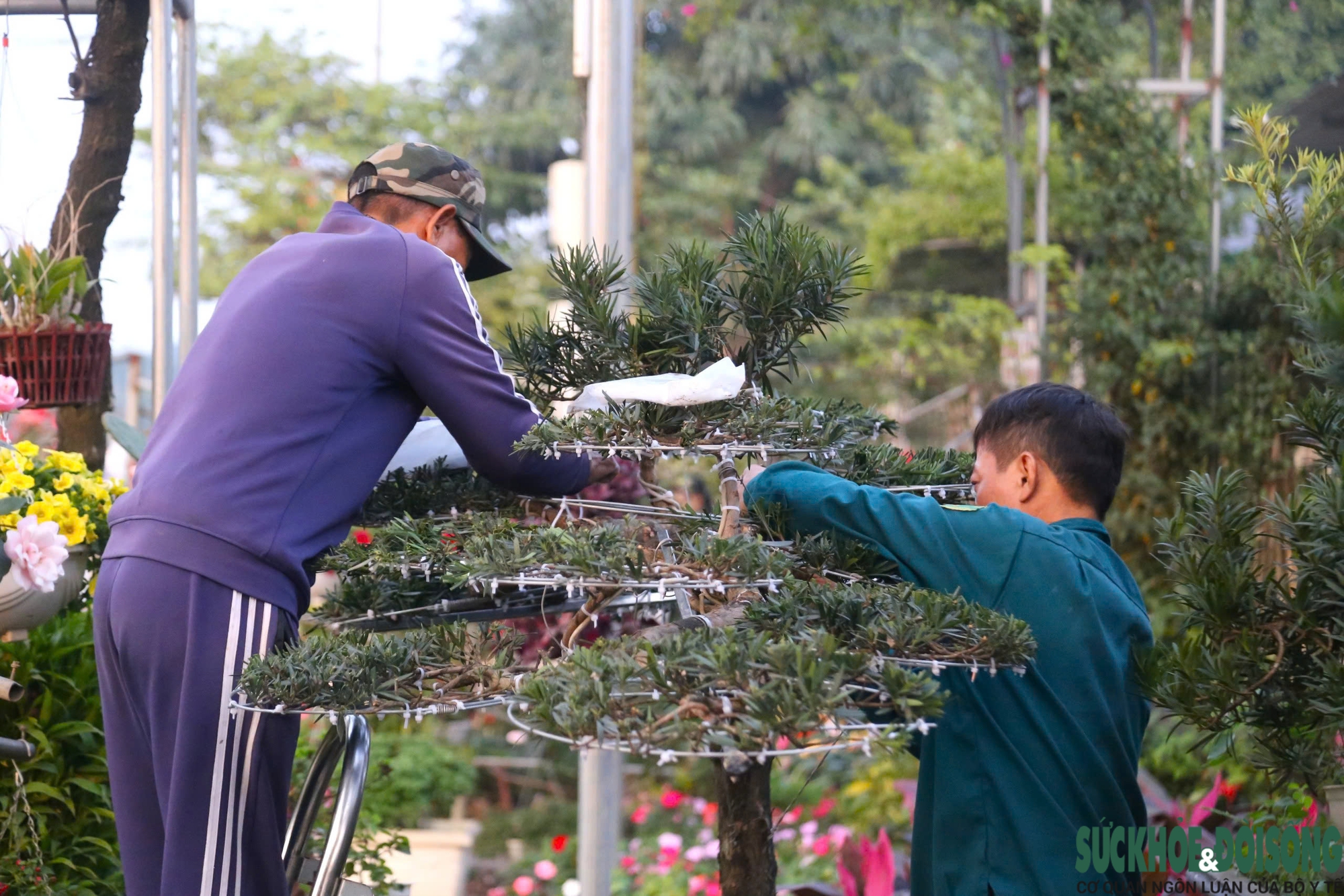 ‘Làm đẹp’ cho cây đón Tết, kiếm tiền triệu mỗi ngày- Ảnh 3.