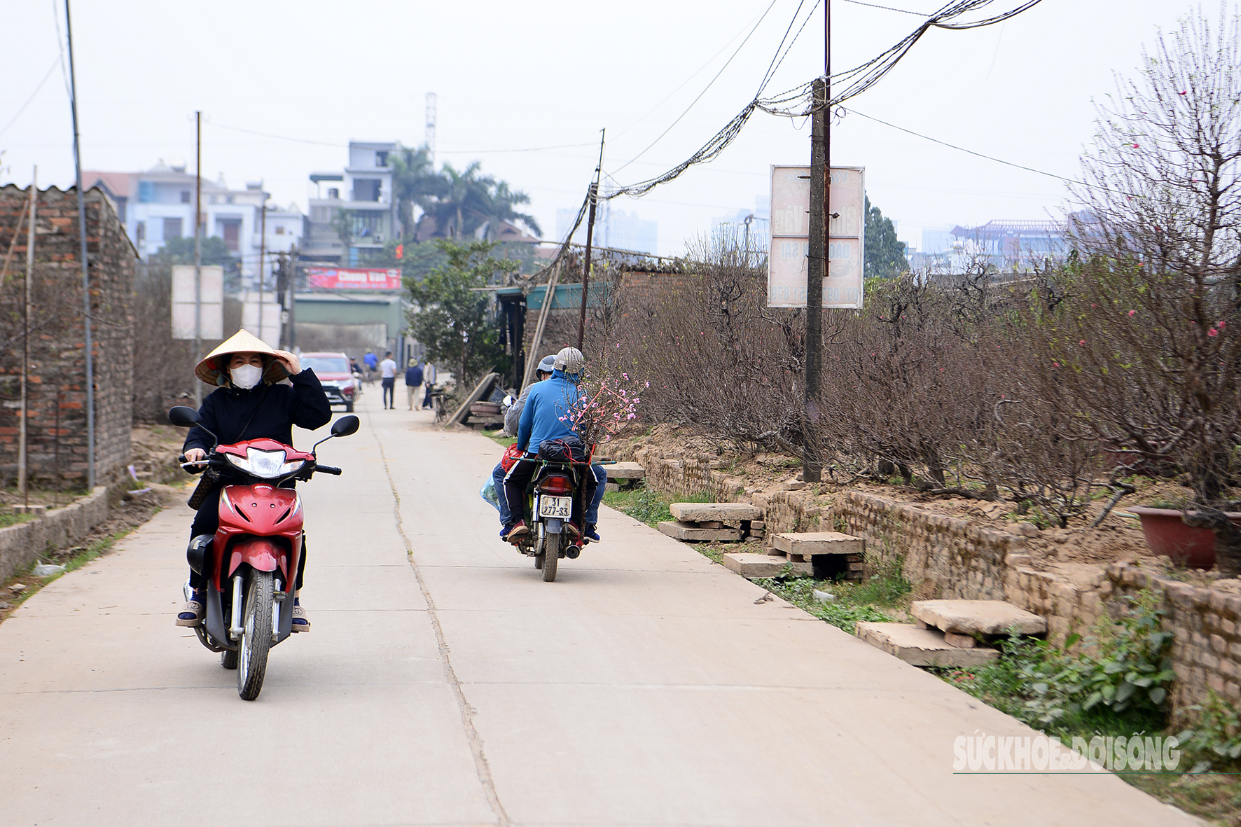 Đào Nhật Tân bung nở, người dân vào tận nhà vườn 'săn' cây về trưng Tết- Ảnh 1.