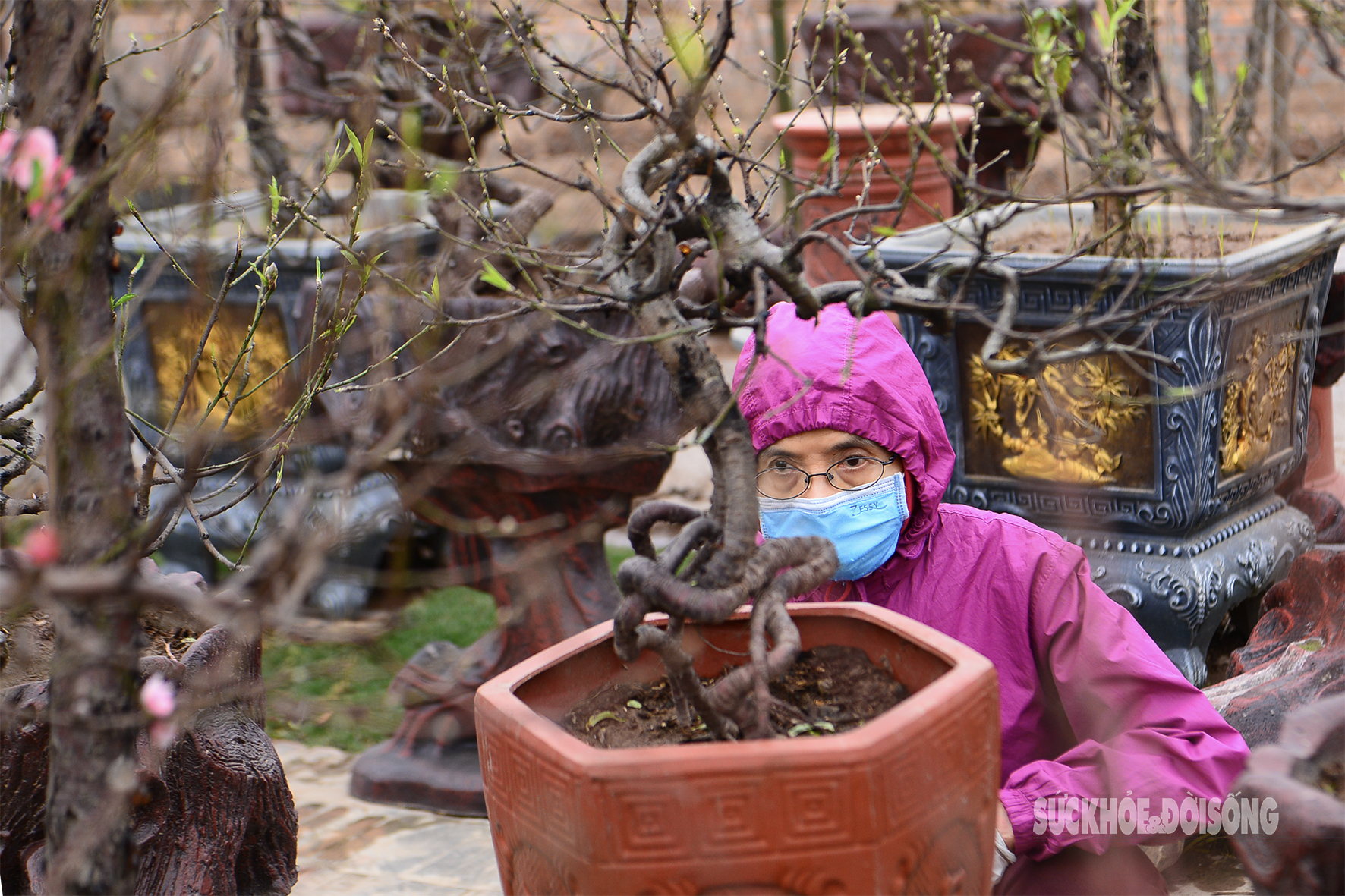 Đào Nhật Tân bung nở, người dân vào tận nhà vườn 'săn' cây về trưng Tết- Ảnh 6.