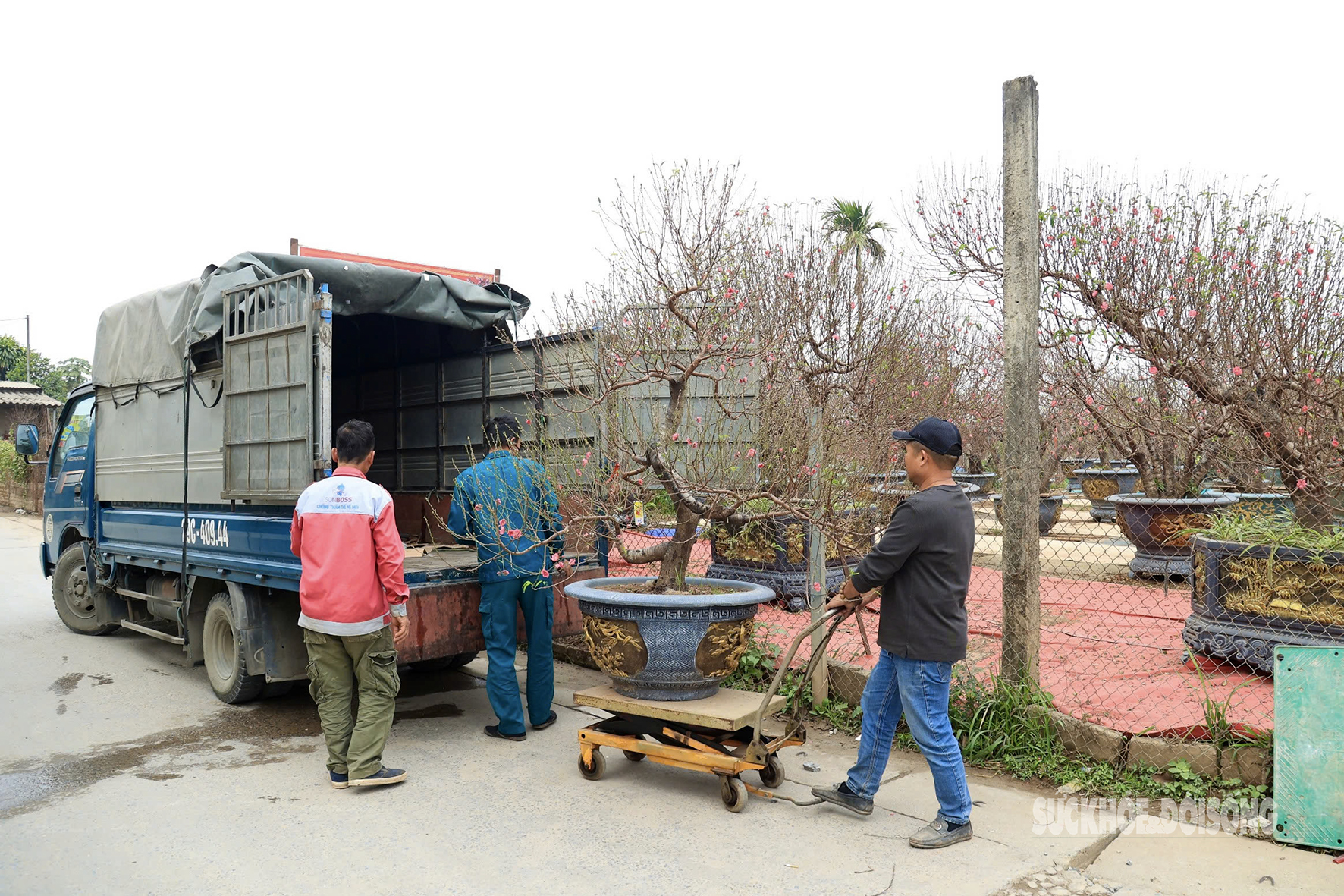 Đào Nhật Tân bung nở, người dân vào tận nhà vườn 'săn' cây về trưng Tết- Ảnh 11.