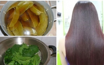Gội đầu bằng một loại lá giúp giảm rụng tóc
