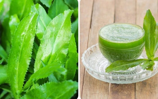 Nước lá mùi tàu có tác dụng chữa bệnh gì?