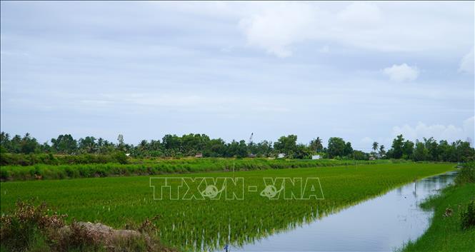 Nông dân thu lợi hàng trăm triệu đồng từ mô hình lúa-tôm hữu cơ xen canh- Ảnh 1.